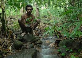 Forest medicine preparation