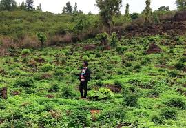 Bewar cultivation plot