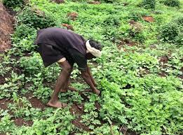Forest regeneration cycle