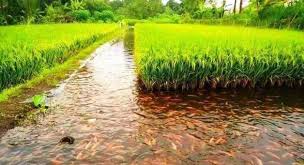 Paddy-cum-fish cultivation system