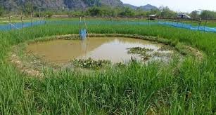Water channels in Apatani fields