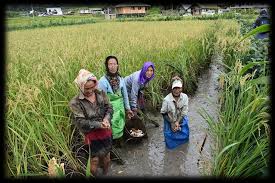 Integrated rice and fish fields
