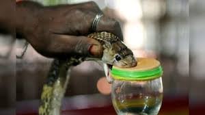 Antivenom preparation